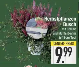 E-Center Herbstpflanzen Busch Angebot