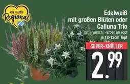 E-Center Edelweiß mit großen Blüten oder Calluna Trio Angebot