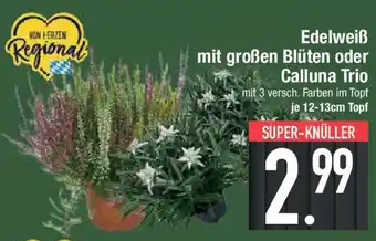 E-Center Edelweiß mit großen Blüten oder Calluna Trio Angebot