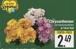E-Center Chrysanthemen Angebot