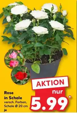 Kaufland Rose in Schale Angebot