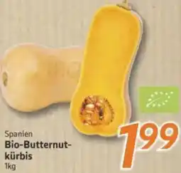 inkoop Bio-Butternutkürbis Angebot