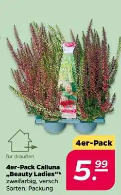 NETTO 4er-Pack Calluna „Beauty Ladies“ Angebot