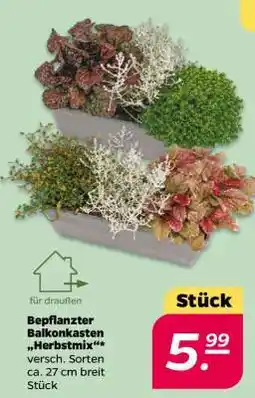 NETTO Bepflanzter Balkonkasten 'Herbstmix' Angebot