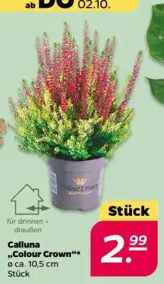 NETTO Calluna Colour Crown Angebot