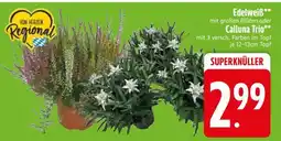 Edeka Edelweiß oder Calluna Trio Angebot