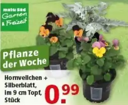 Multi Markt Hornveilchen + Silberblatt Angebot