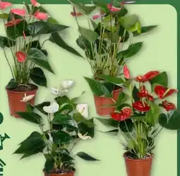Aldi Nord Gardenline Anthurie Angebot