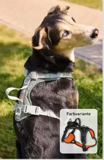 Aldi Nord Martin Rütter Hundegeschirr Angebot