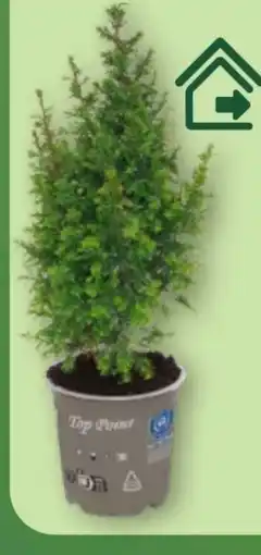 Aldi Nord Gardenline Chamaecyparis Angebot