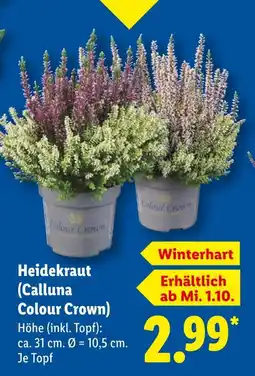 Lidl Colour crown heidekraut Angebot