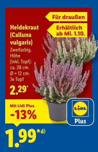 Lidl Heidekraut (calluna vulgaris) Angebot