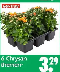 Wreesmann 6 chrysanthemen Angebot