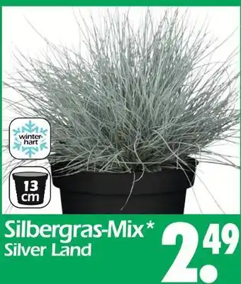 Wreesmann Silbergras-mix Angebot