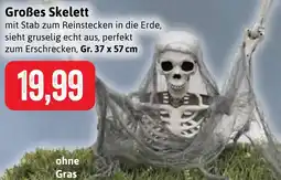 Stolz Großes Skelett Angebot