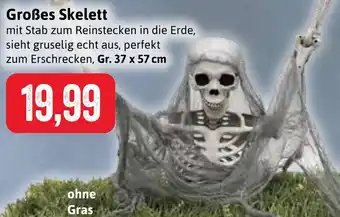 Stolz Großes Skelett Angebot