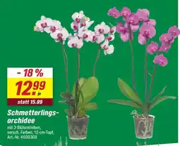 toom Baumarkt Schmetterlingsorchidee Angebot
