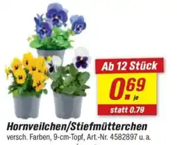 toom Baumarkt Hornveilchen/Stiefmütterchen Angebot