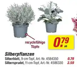 toom Baumarkt Silberpflanzen Angebot