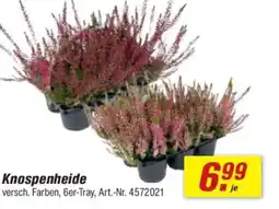 toom Baumarkt Knospenheide Angebot