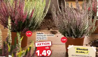 Kaufland Calluna Angebot