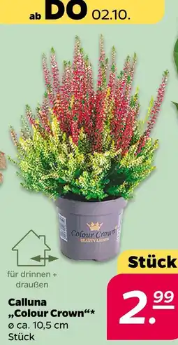 NETTO Colour crown calluna Angebot