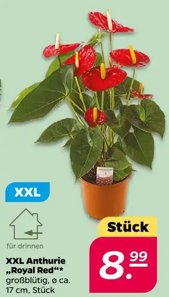 NETTO Xxl anthurie 'royal red' Angebot