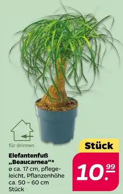 NETTO Elefantenfuß 'beaucarnea' Angebot