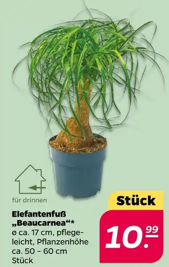 NETTO Elefantenfuß 'beaucarnea' Angebot