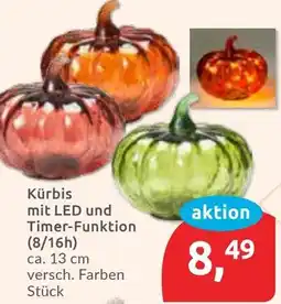 Budni Kürbis mit LED und Timer-Funktion (8/16h) Angebot