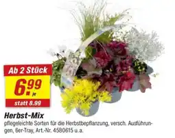 toom Baumarkt Herbst-Mix Angebot