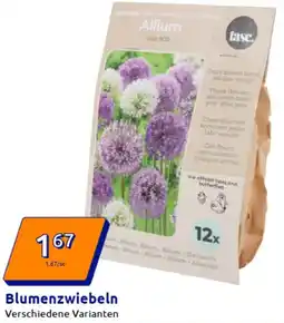 Action Blumenzwiebeln Angebot