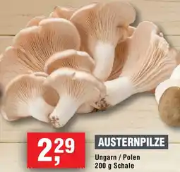 Handelshof Austernpilze Angebot