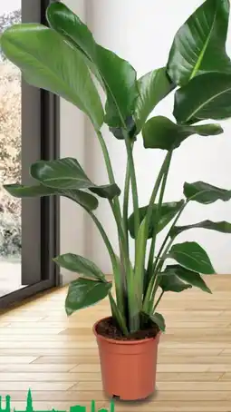 Hagebau Paradiesvogelblume Strelitzia Nicolai Angebot