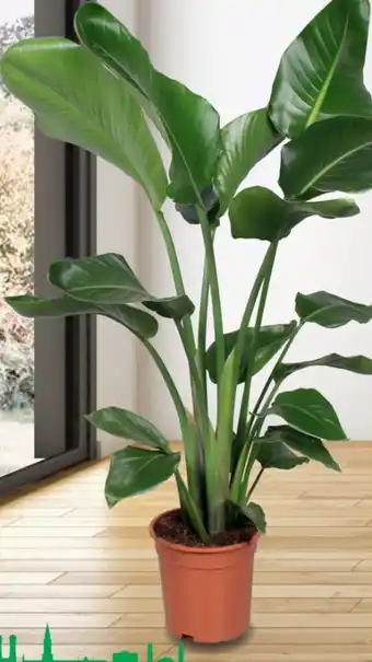 Hagebau Paradiesvogelblume Strelitzia Nicolai Angebot