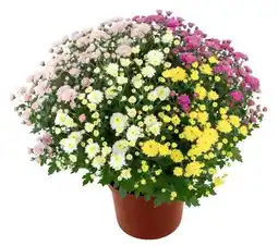 Kaufland Chrysanthemen Büsche XXL Angebot
