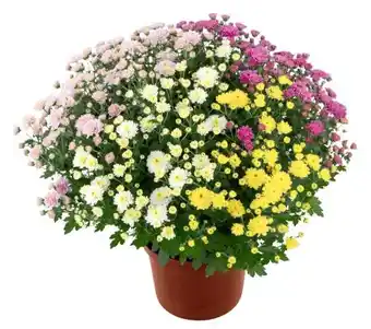 Kaufland Chrysanthemen Büsche XXL Angebot