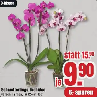 B1 Discount Baumarkt Schmetterlings-Orchidee Angebot