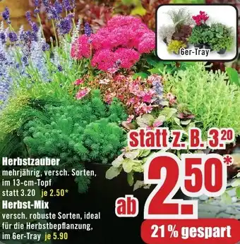 B1 Discount Baumarkt Herbstzauber Angebot