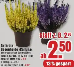 B1 Discount Baumarkt Gefärbte Besenheide Calluna Angebot