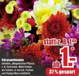 B1 Discount Baumarkt Chrysanthemen Angebot