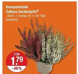 V Markt Knospenheide calluna gardengirls Angebot