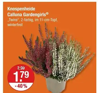 V Markt Knospenheide calluna gardengirls Angebot