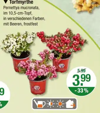 V Markt Torfmyrthe Angebot