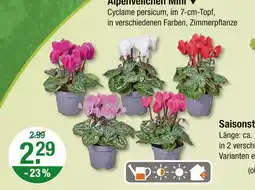 V Markt Alpenveilchen mini Angebot