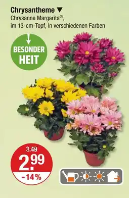 V Markt Chrysantheme Angebot