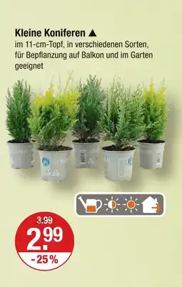 V Markt Kleine koniferen Angebot