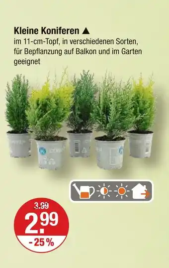 V Markt Kleine koniferen Angebot