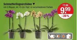 V Markt Schmetterlingsorchidee Angebot