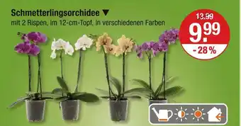 V Markt Schmetterlingsorchidee Angebot